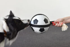 Flamingo Jouet Chien Matchball Balle De Foot 12,5cm -Flamingo 426a3b0218cf394ef522fae6b5f519bbb9a230d83d2d89068b2c2dfa66fcc061