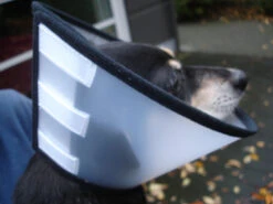 Flamingo Carcan Capo 31,5cm -Flamingo 4627affe9c43143bc0a913756295bd573060085411c59cf34d156ed39bcde702