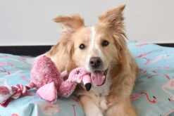 Flamingo Jouet Chien Peluche Andes Flamant Rose 36cm -Flamingo 6aee37b1fcf593cb91672437a685dd8734f32d637e0b15053fdf3f74d92c2235