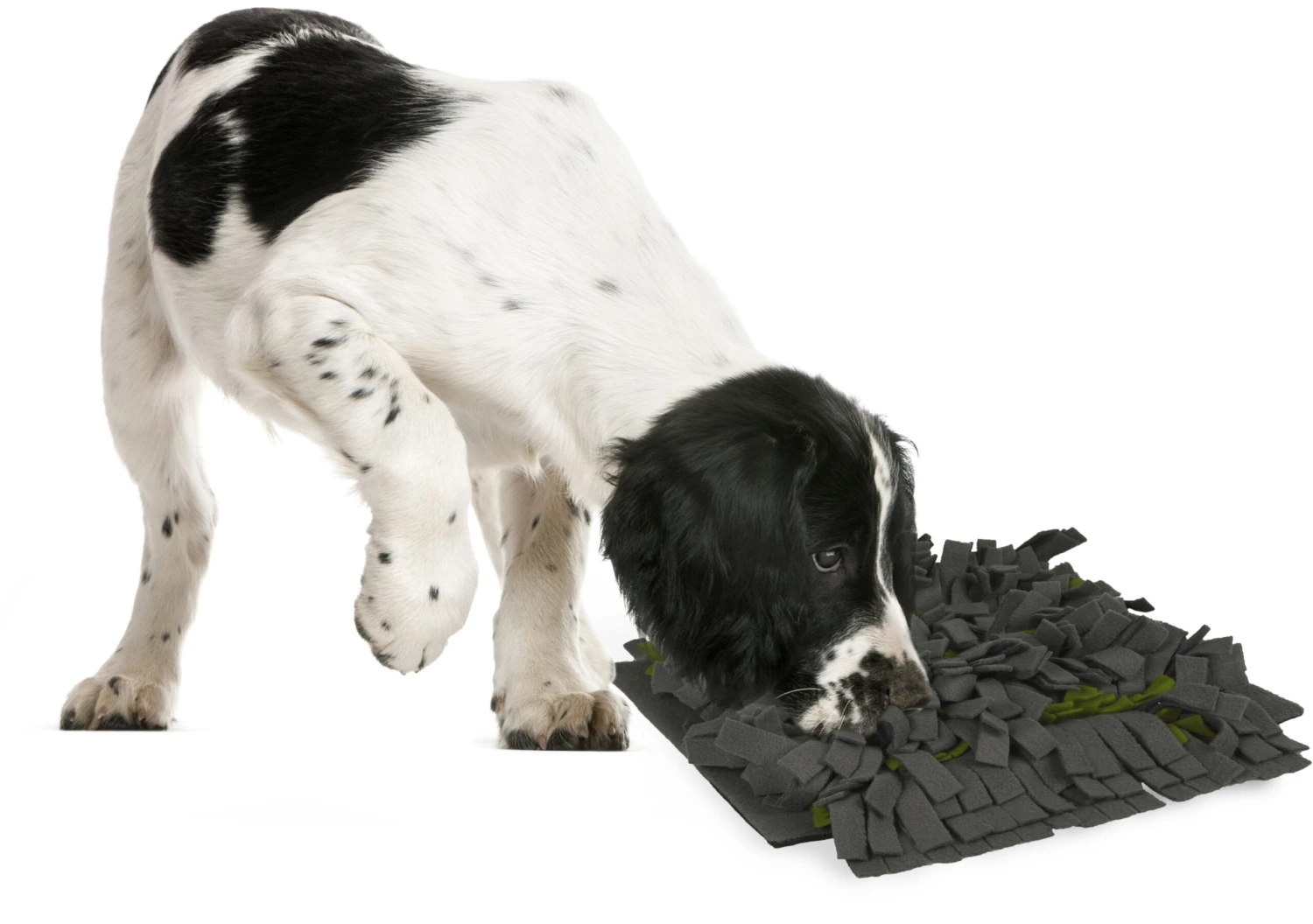 Flamingo Tapis à Renifler Amigo Rectangulaire + Fermeture Eclair Gris/vert 40x50cm 5 Flamingo Tapis à Renifler Amigo Rectangulaire + Fermeture Eclair Gris/vert 40x50cm – Image 5