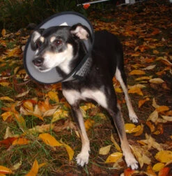 Flamingo Carcan Capo 38,5cm -Flamingo b54c899084ba46427dff498ec39601600e6a1a93344b026b15e22d58b5743e36