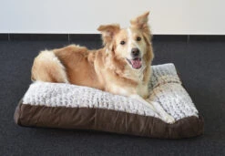 Flamingo Coussin Snoozzy Rectangulaire Fermeture Eclair Brun 80x55x10cm 5 Flamingo Coussin Snoozzy Rectangulaire Fermeture Eclair Brun 80x55x10cm -Flamingo ddebe20b0518f8cb1ab97d70c10ffd70611da800dd60a449d444ba58ea18165f 1