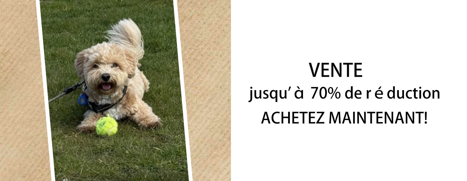 Flamingo -Flamingo dgdfgdg