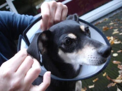 Flamingo Carcan Capo 31,5cm -Flamingo faa9529e5b9f77cc94f3f7dd4fedc2f14c8fa97292c91b445bf394fb4d1ac286