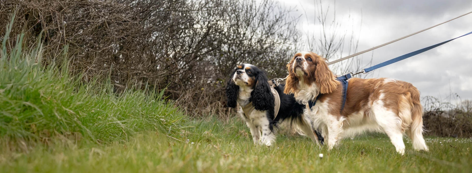 Flamingo -Flamingo sfsf